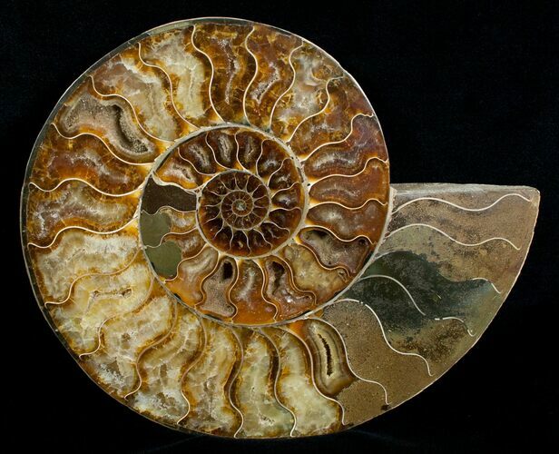 Stunning Inch Polished Ammonite - Half #5211